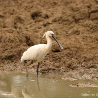 Platalea leucorodia Linnaeus, 1758